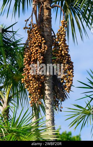 Früchte der Mauritia flexuosa Palme, bekannt als Moriche Palme, Para State, Brasilien Stockfoto