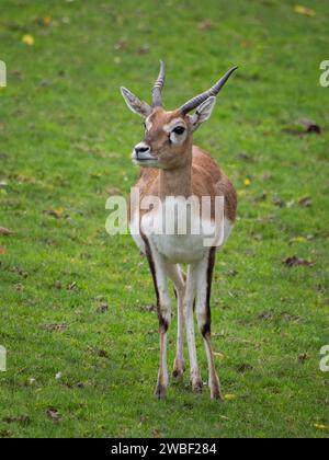 Ein majestätischer Weißschwanzhirsch steht isoliert auf einer üppigen Wiese, umgeben von hohen Gräsern und gefallenen Blättern Stockfoto