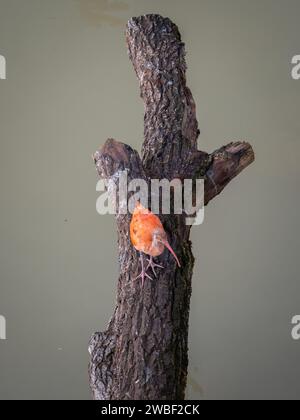 Ein kleiner orangenfarbener Vogel sitzt auf einem Zweig eines Baumes und genießt seine natürliche Umgebung Stockfoto