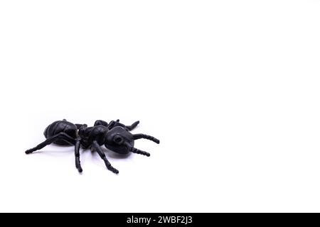 Eine schwarze Kunststoffspinne auf isoliertem Hintergrund, Draufsicht einer Kunststoffspinne auf weißem Hintergrund Stockfoto