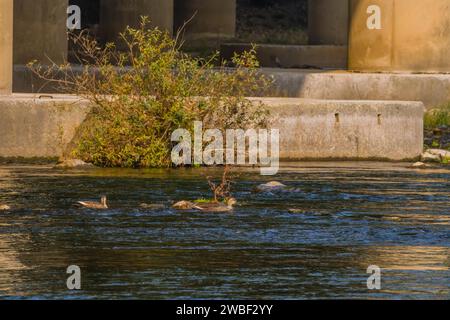 Zwei Fleckschnabelenten schwimmen in flachem Wasser in einem Fluss in der Nähe eines Brückenpylons mit einem grünen Sträucher im Wasser Stockfoto