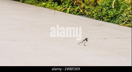 Japanischer Wagtail, häufig in Japan, Korea, Taiwan, Ostchina, und Ostrussland, stehend auf einem Betonfußweg neben Grasflächen im öffentlichen Park Stockfoto