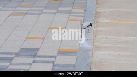 Japanischer Wagtail, häufig in Japan, Korea, Taiwan, Ostchina, und Ostrussland, auf der Bordsteinkante des Parkplatzes im öffentlichen Park Stockfoto