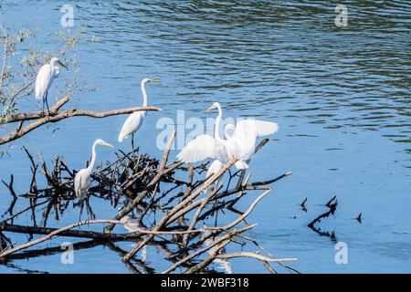 Vier große weiße Reiher teilen sich einen Haufen Treibholz in einem See aus blauem Wasser Stockfoto