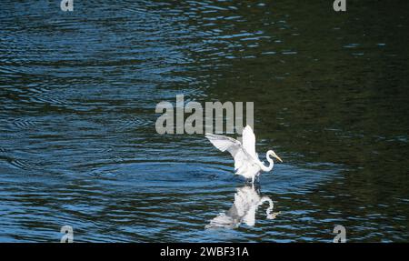 Weißreiher mit ausgestreckten Flügeln landete in einem See aus blauem Wasser Stockfoto