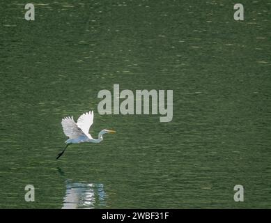 Großer weißer Reiher fliegt anmutig über die Oberfläche des Sees und sucht nach Fischen Stockfoto