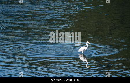 Großer Weißreiher im Wasser auf der Suche nach Fisch zum Essen Stockfoto