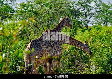 Simbabwe, Matabeleland Nord, Provinz, Hwange-Nationalpark, Giraffe (Giraffa camelopardalis) Stockfoto