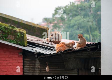 Affen schließen den Pashupatinath-Tempel in der Nähe des Bagmati River, der durch das Kathmandu-Tal in Nepal fließt. Hindus werden an den Ufern des Flusses verbrannt Stockfoto