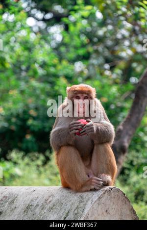 Affen schließen den Pashupatinath-Tempel in der Nähe des Bagmati River, der durch das Kathmandu-Tal in Nepal fließt. Hindus werden an den Ufern des Flusses verbrannt Stockfoto