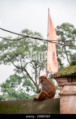 Affen schließen den Pashupatinath-Tempel in der Nähe des Bagmati River, der durch das Kathmandu-Tal in Nepal fließt. Hindus werden an den Ufern des Flusses verbrannt Stockfoto