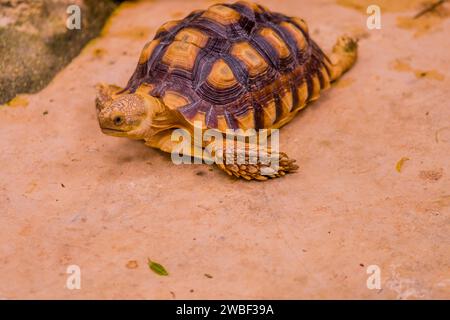 Afrikanische Spur Schenkelschildkröte, die auf Betonboden des Halterungsschreibers liegt Stockfoto