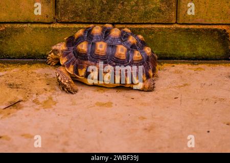 Afrikanische Schenkelschildkröte, die neben einer Ziegelmauer in einem Betonhalter liegt Stockfoto