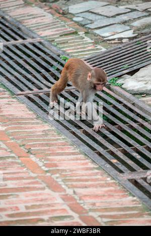 Affen schließen den Pashupatinath-Tempel in der Nähe des Bagmati River, der durch das Kathmandu-Tal in Nepal fließt. Hindus werden an den Ufern des Flusses verbrannt Stockfoto