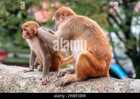 Affen schließen den Pashupatinath-Tempel in der Nähe des Bagmati River, der durch das Kathmandu-Tal in Nepal fließt. Hindus werden an den Ufern des Flusses verbrannt Stockfoto