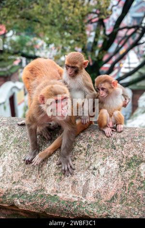 Affen schließen den Pashupatinath-Tempel in der Nähe des Bagmati River, der durch das Kathmandu-Tal in Nepal fließt. Hindus werden an den Ufern des Flusses verbrannt Stockfoto