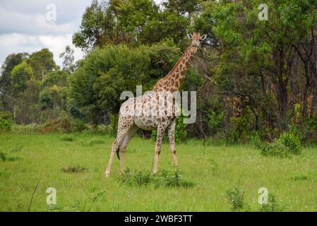 Eine erwachsene Giraffe in einem Naturschutzgebiet in Simbabwe. Stockfoto