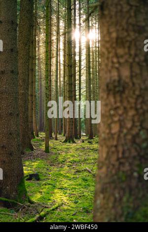 Rodung im Wald mit Sonnenstrahlen, die durch die Baumstämme fallen, Unterhaugstett, Schwarzwald, Deutschland Stockfoto