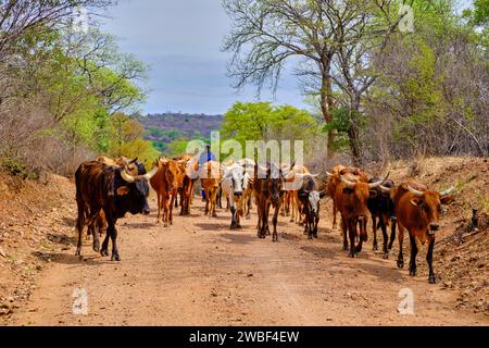 Simbabwe, Matabeleland Nord, Dorf bei Hwange, Rückkehr der Kuhherden Stockfoto