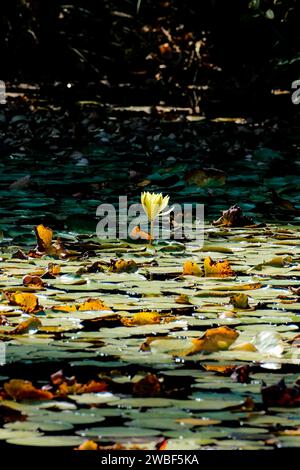 Eine leuchtend gelbe Blume blüht auf einem Dock, umgeben von einem Teppich aus bunten Herbstblättern im Vordergrund Stockfoto
