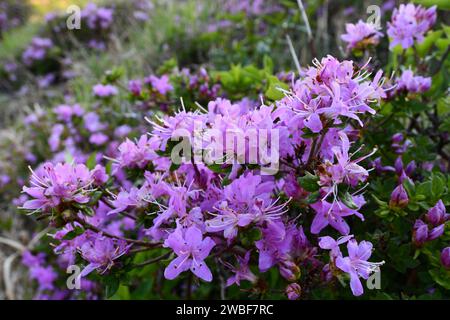 Eine wunderschöne Landschaft mit einem Bett aus leuchtenden lila Blumen auf einem üppigen grünen Wald Stockfoto