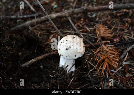 Ein wunderschöner weißer Pilz ist eingebettet in das üppige Grün einer Waldlandschaft Stockfoto