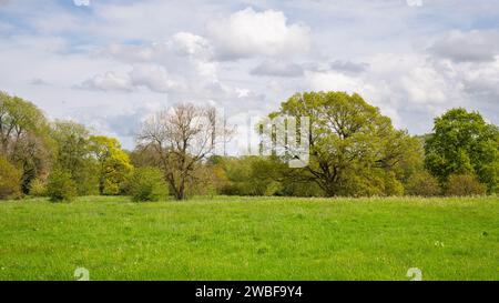 Ländliches Feld im Park mit alten englischen Bäumen Stockfoto