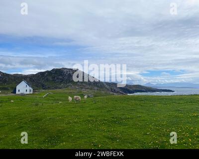 Schafe auf der Weide neben dem fantastischen Clachtoll Beach in Lochinver, Schottland Stockfoto