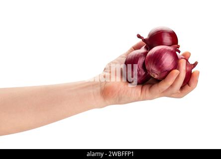 Rote Zwiebel im Handweg isoliert auf weiß Stockfoto