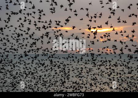 Brighton, 10. Januar 2024: Starlinge murmeln bei Sonnenuntergang um Brighton's Palace Pier, kurz bevor sie sich unter dem viktorianischen Gebäude an der Küste niederschlagen. Stockfoto