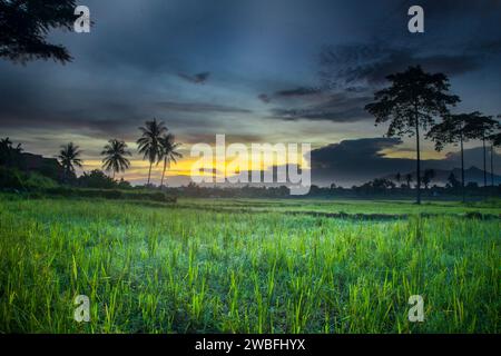 Lanspace von Reisfeldern mit Kokosnüssen und natürlichen Bäumen mit goldblauem Himmel am Morgen mit frischem Reistau im ländlichen Lampung, Indonesien Stockfoto