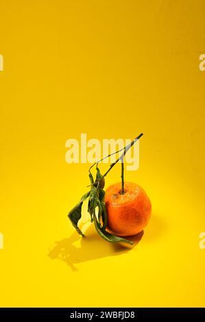 Eine Bilderserie von Orangen aus ökologischem Anbau auf gelbem Hintergrund, im richtigen Licht. Stockfoto