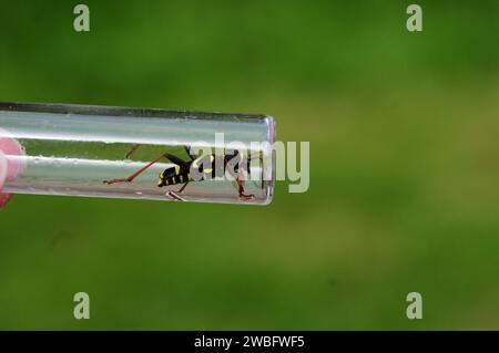 Wespenkäfer (Clytus arietis) in einem Kunststoffschlauch Stockfoto