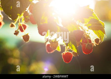 Reife Himbeeren im sonnigen Sommergarten Stockfoto