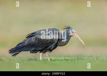 Sehr seltene und verletzliche weibliche Nördliche Kahlheit Ibis, Geronticus eremita, Kassiopeia, auf der Suche in Baden-Württemberg/Deutschland Stockfoto