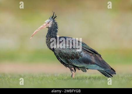 Sehr seltene und verletzliche weibliche Nördliche Kahlheit Ibis, Geronticus eremita, Kassiopeia, auf der Suche in Baden-Württemberg/Deutschland Stockfoto