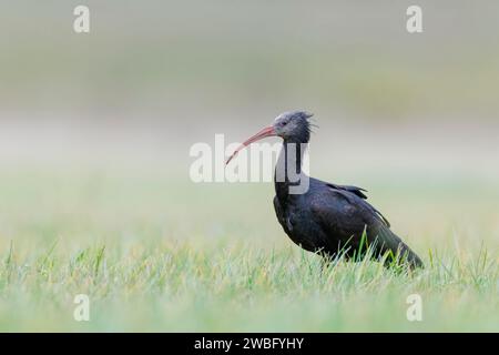 Sehr seltene und verletzliche weibliche Nördliche Glatze Ibis, Geronticus eremita, Carlotta, auf der Suche in Hessen/Deutschland Stockfoto