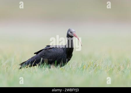 Sehr seltene und verletzliche weibliche Nördliche Glatze Ibis, Geronticus eremita, Carlotta, auf der Suche in Hessen/Deutschland Stockfoto