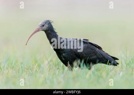 Sehr seltene und verletzliche weibliche Nördliche Glatze Ibis, Geronticus eremita, Carlotta, auf der Suche in Hessen/Deutschland Stockfoto