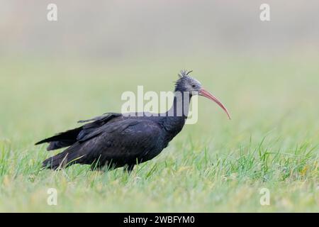 Sehr seltene und verletzliche weibliche Nördliche Glatze Ibis, Geronticus eremita, Carlotta, auf der Suche in Hessen/Deutschland Stockfoto