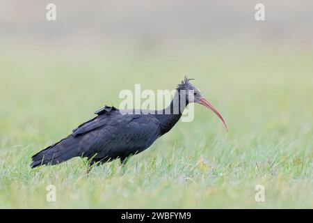 Sehr seltene und verletzliche weibliche Nördliche Glatze Ibis, Geronticus eremita, Carlotta, auf der Suche in Hessen/Deutschland Stockfoto