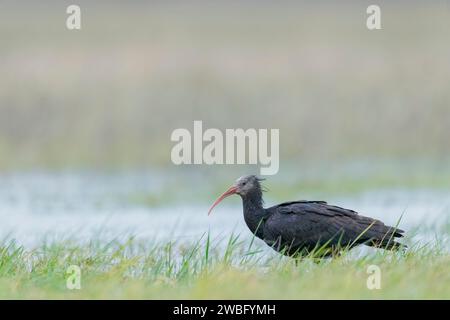 Sehr seltene und verletzliche weibliche Nördliche Glatze Ibis, Geronticus eremita, Carlotta, auf der Suche in Hessen/Deutschland Stockfoto