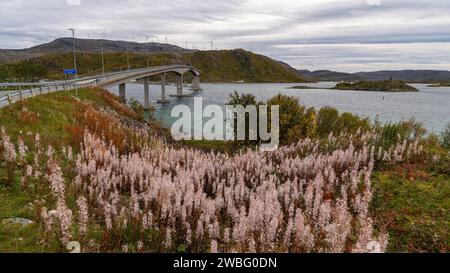 Die Brücke von Sommarøy, die majestätisch kurvt und überquert den Atlantik an der Küste von Troms, Norwegen. Herbstliche farbige Pflanzen am Ufer des Ozeans Stockfoto