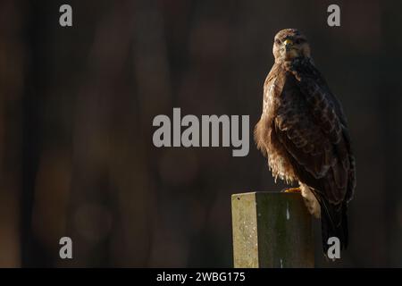 Bussard auf dem Grabstein auf dem Friedhof Stockfoto