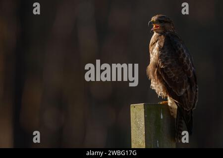 Bussard auf dem Grabstein auf dem Friedhof Stockfoto