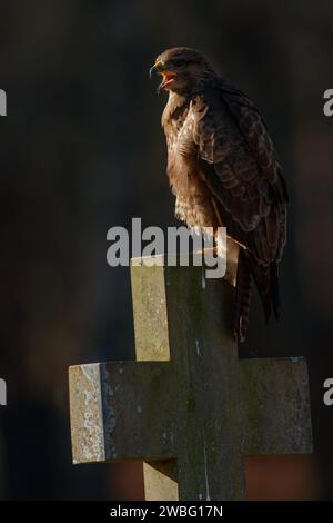 Bussard auf dem Grabstein auf dem Friedhof Stockfoto