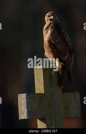 Bussard auf dem Grabstein auf dem Friedhof Stockfoto