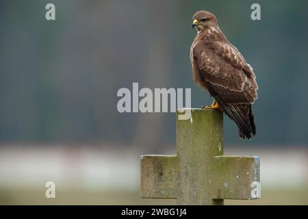 Bussard auf dem Grabstein auf dem Friedhof Stockfoto