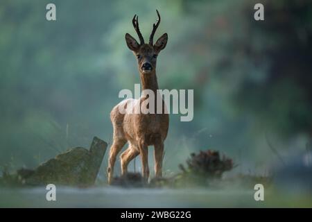 Rehe leben auf dem Friedhof Stockfoto