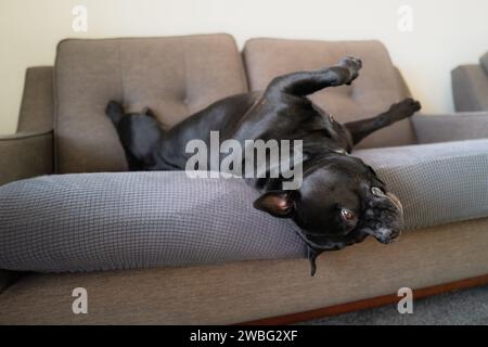 Staffordshire Bull Terrier Hund auf dem Rücken liegend auf einem Sofa mit Kissenbezügen für Haustiere. Sein Kopf hängt und seine Vorderpfoten sind in der Luft. Er ist entspannt Stockfoto